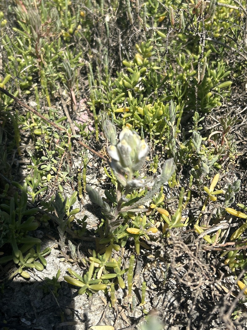 Chloropyron maritimum subsp. maritimum photo 2
