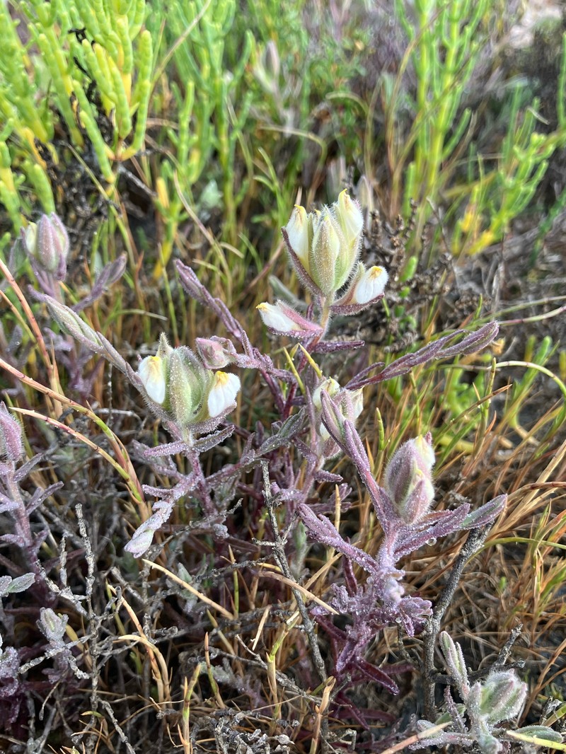 Chloropyron maritimum subsp. maritimum photo 3