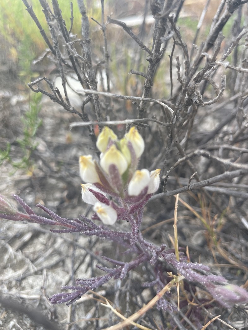 Chloropyron maritimum subsp. maritimum photo 4