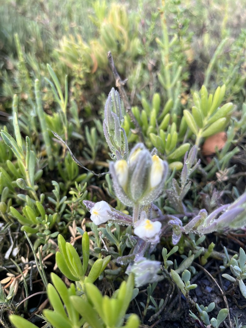 Chloropyron maritimum subsp. maritimum photo 5