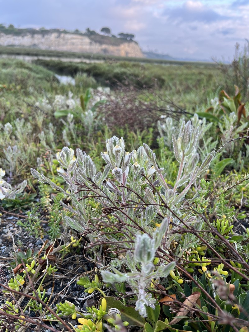 Chloropyron maritimum subsp. maritimum photo 6