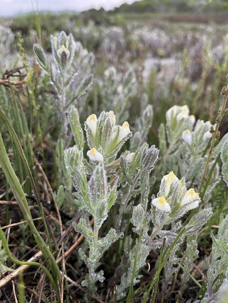 Chloropyron maritimum subsp. maritimum photo 7
