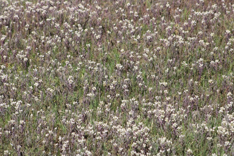 Chloropyron maritimum subsp. maritimum photo 8