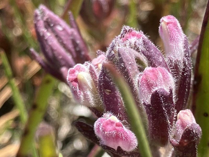 Chloropyron maritimum subsp. palustre
