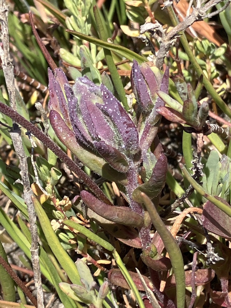 Chloropyron maritimum subsp. palustre photo 2