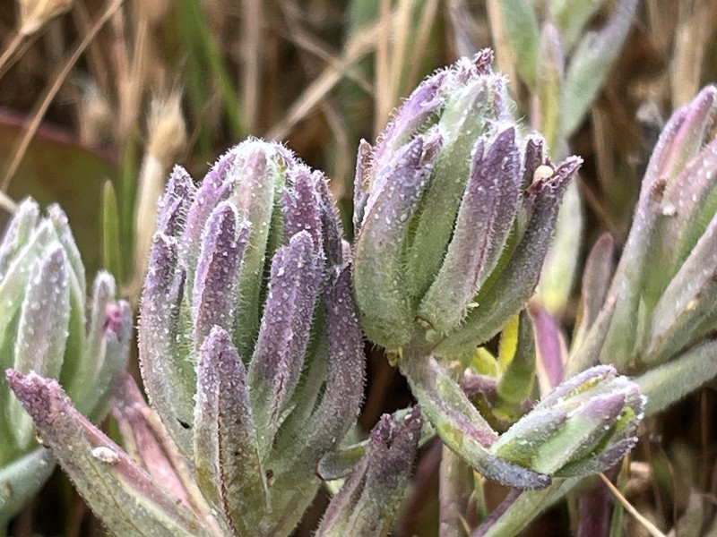 Chloropyron maritimum subsp. palustre photo 3