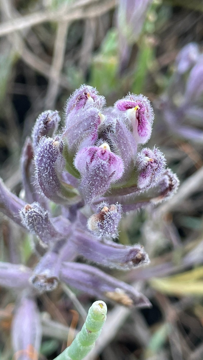 Chloropyron maritimum subsp. palustre photo 4