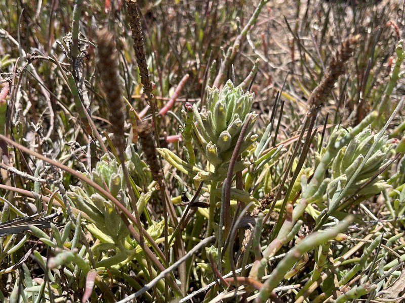 Chloropyron maritimum subsp. palustre photo 5