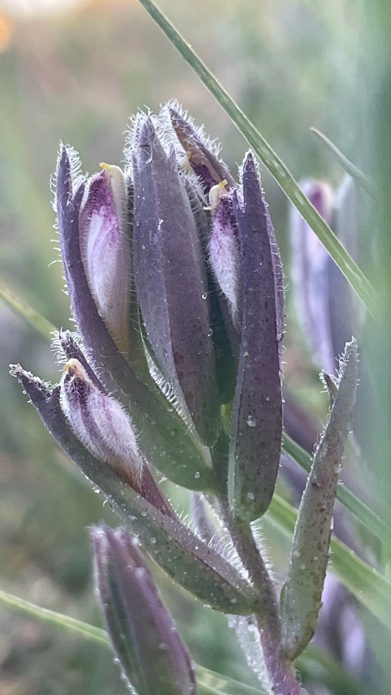 Chloropyron maritimum subsp. palustre photo 6