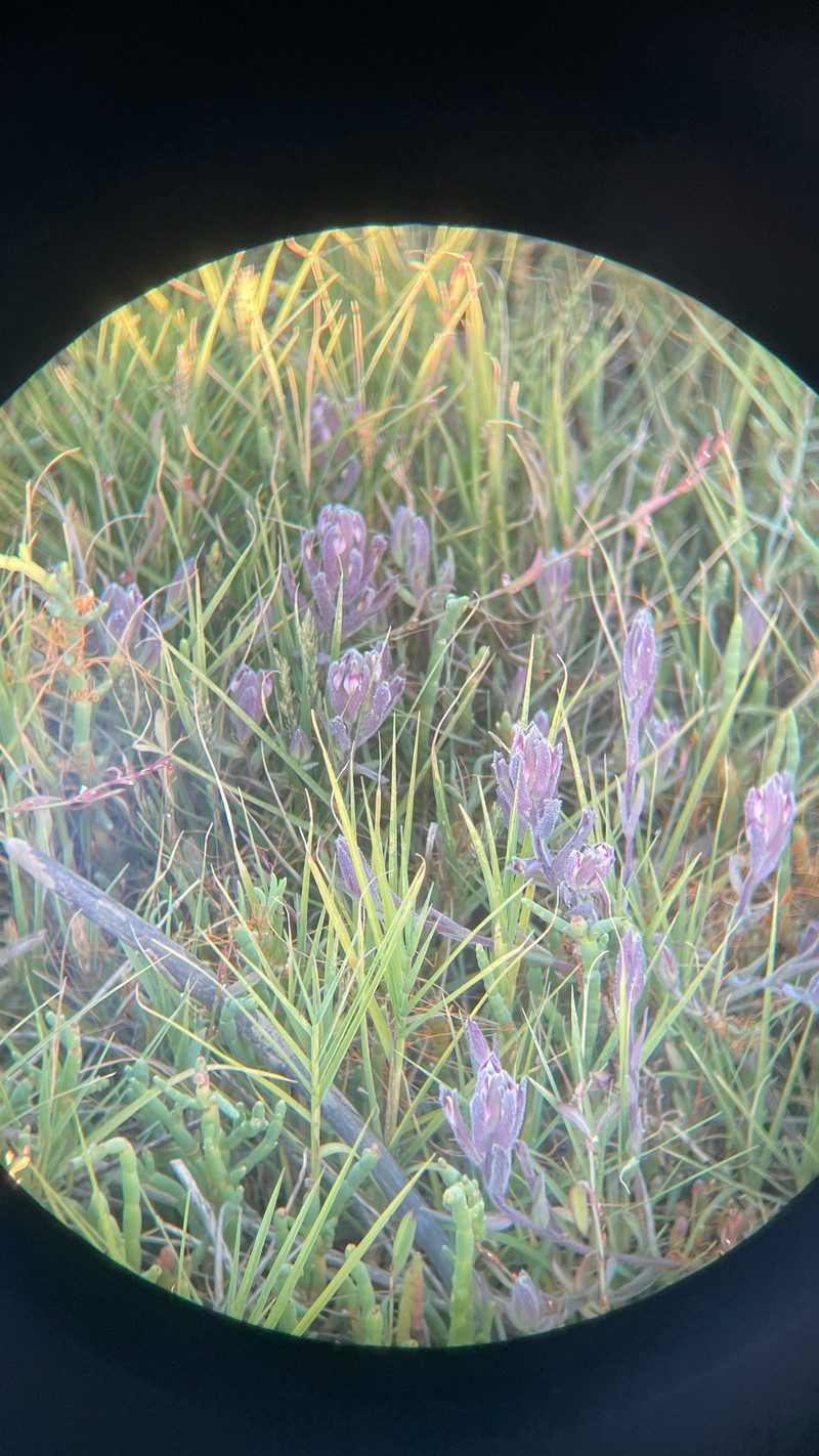 Chloropyron maritimum subsp. palustre photo 7