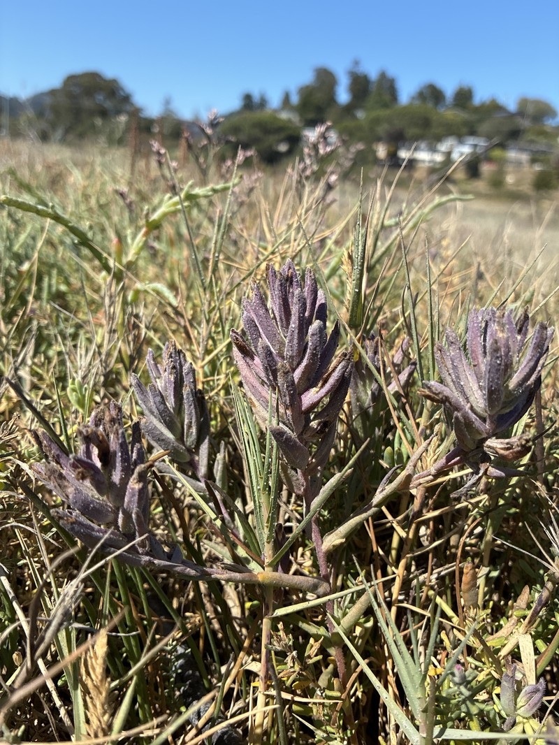 Chloropyron maritimum subsp. palustre photo 8