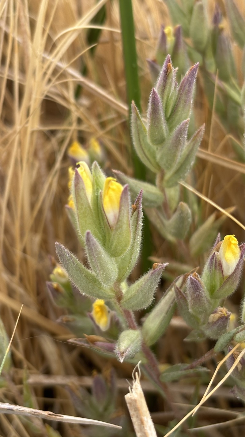 Chloropyron maritimum subsp. parryi