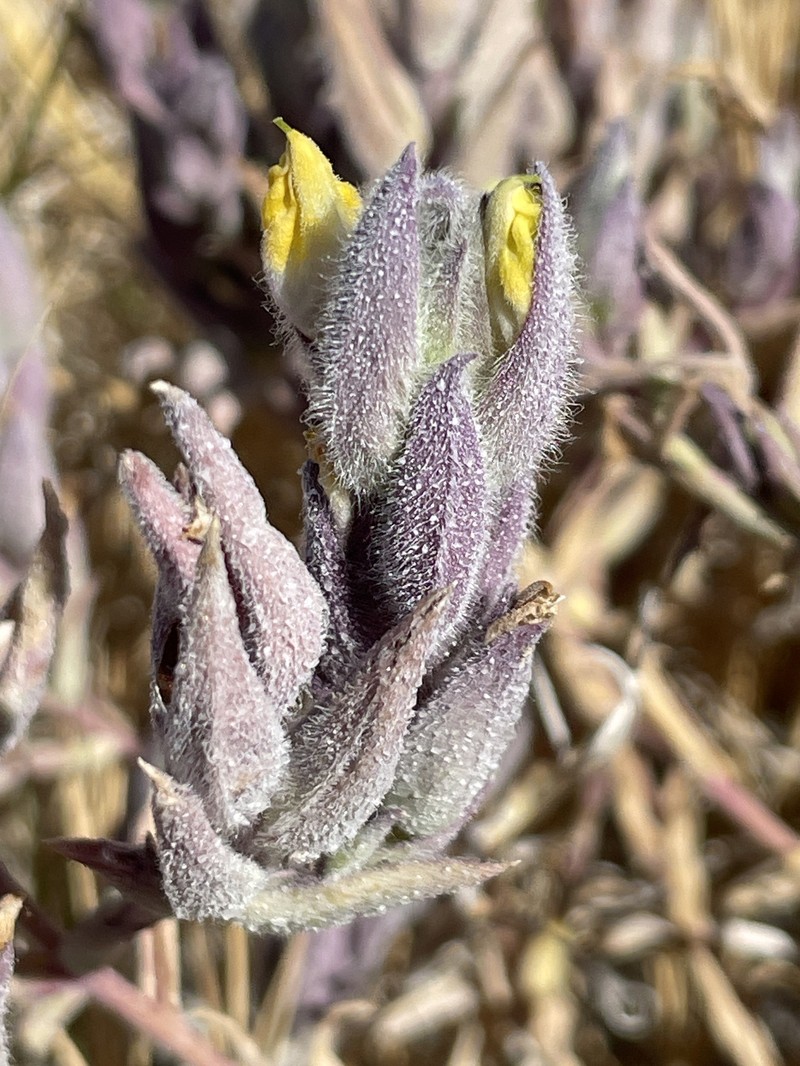 Chloropyron maritimum subsp. parryi photo 2