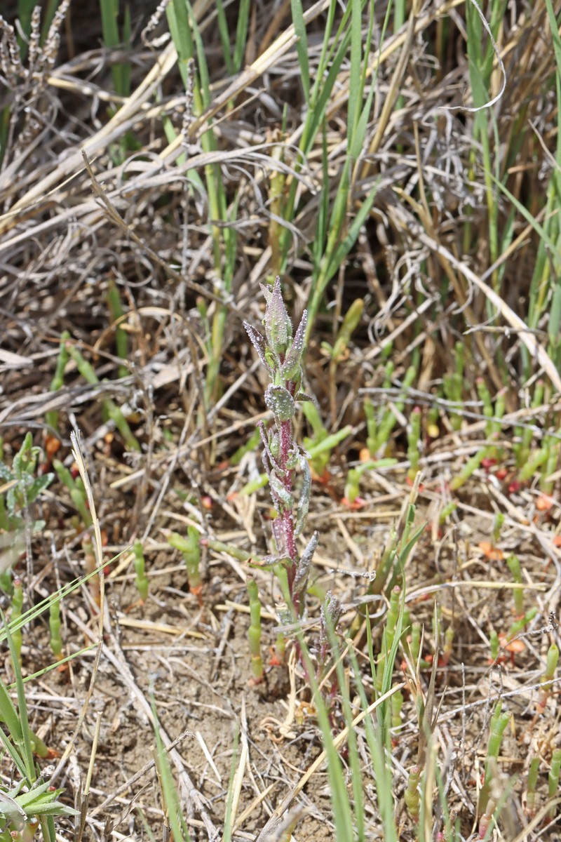 Chloropyron maritimum subsp. parryi photo 3