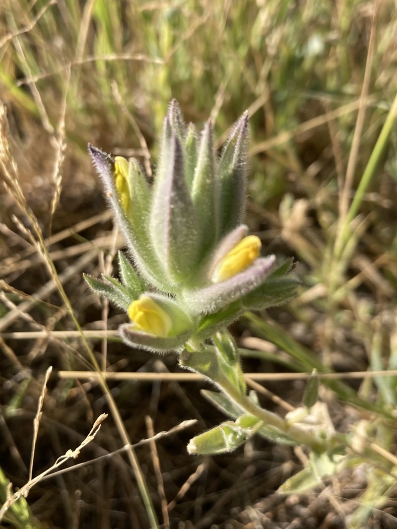 Chloropyron maritimum subsp. parryi photo 4