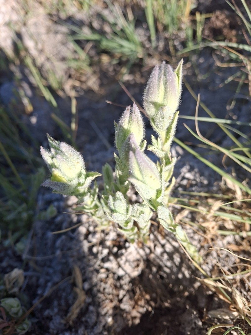 Chloropyron maritimum subsp. parryi photo 5