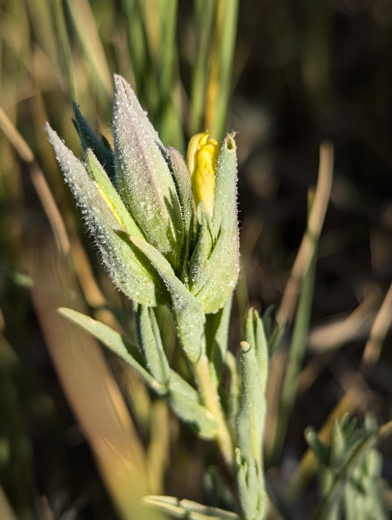 Chloropyron maritimum subsp. parryi photo 6