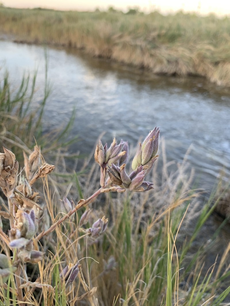 Chloropyron maritimum subsp. parryi photo 8