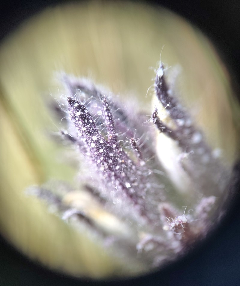 Chloropyron molle subsp. hispidum