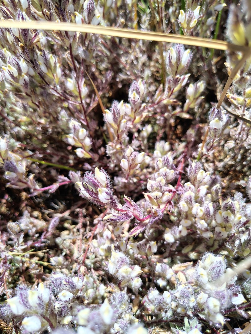 Chloropyron molle subsp. hispidum photo 2