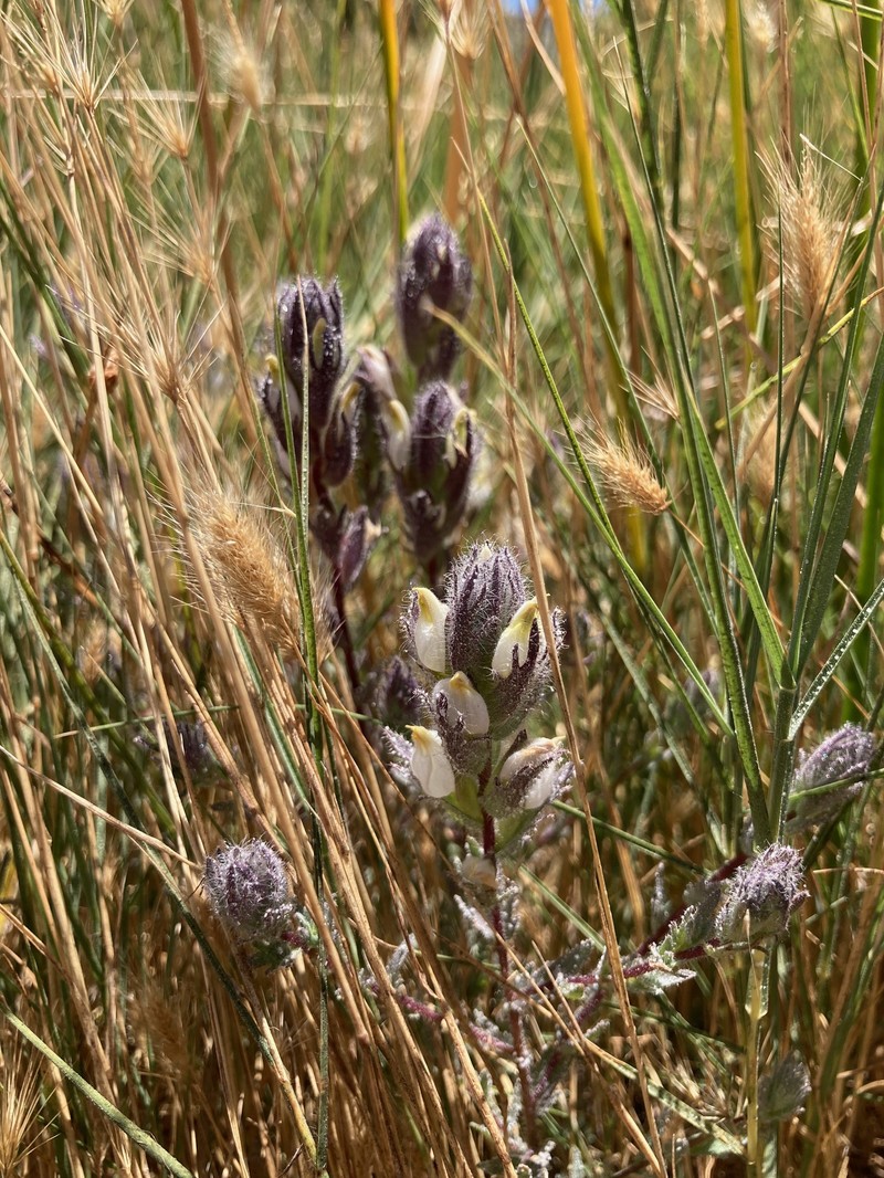Chloropyron molle subsp. hispidum photo 4