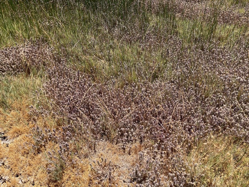 Chloropyron molle subsp. hispidum photo 5