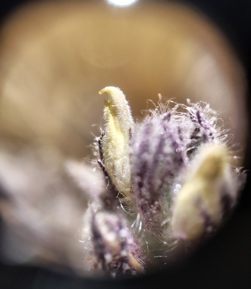 Chloropyron molle subsp. hispidum photo 6