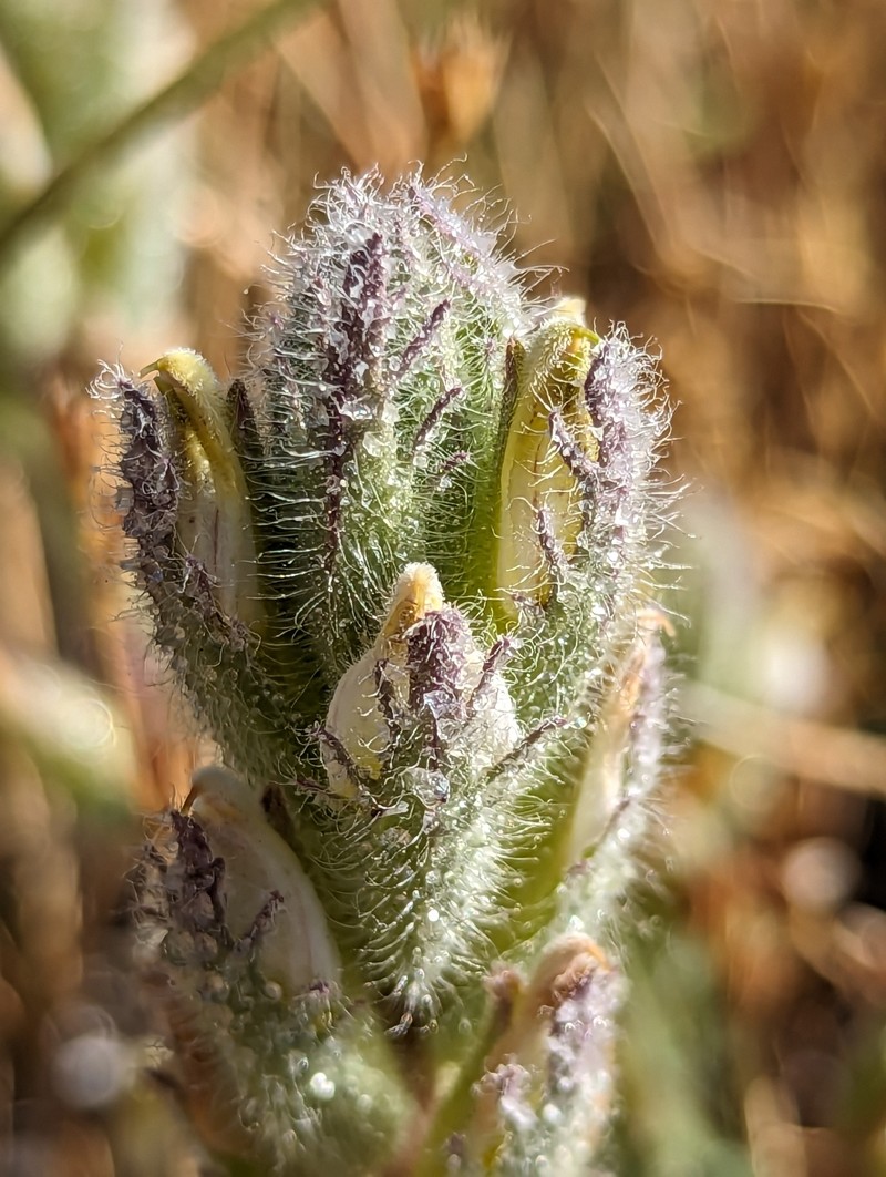Chloropyron molle subsp. hispidum photo 8