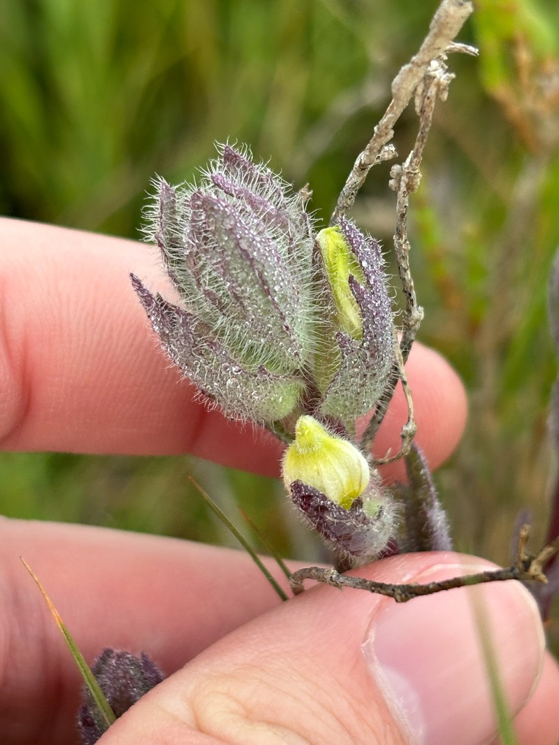 Chloropyron molle subsp. molle