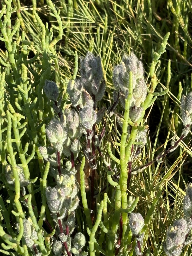 Chloropyron molle subsp. molle photo 7