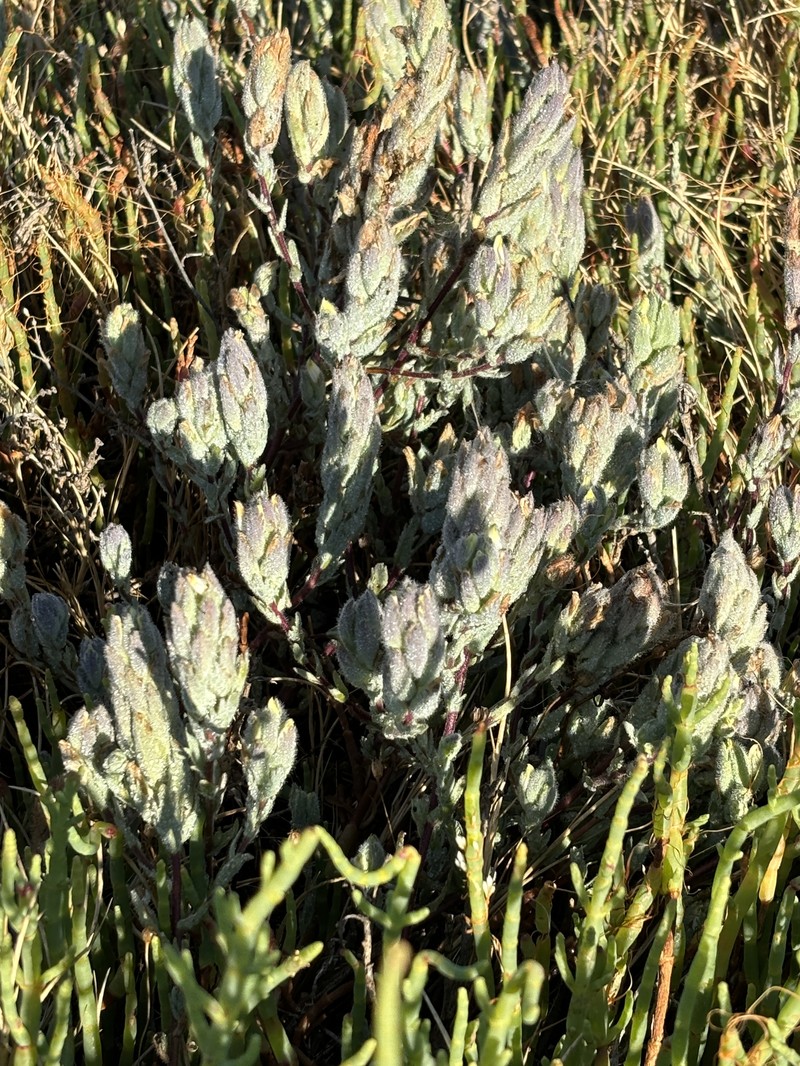 Chloropyron molle subsp. molle photo 8