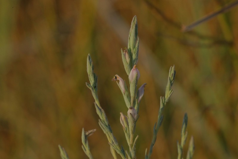 Tecopa Bird's Beak