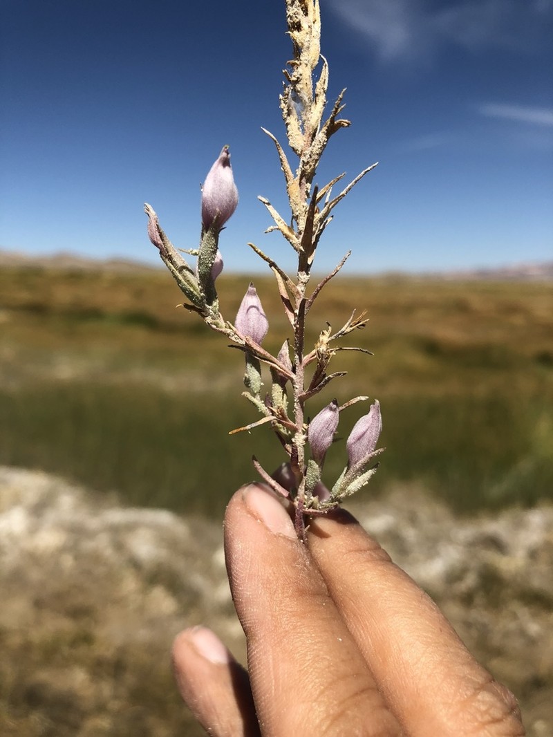 Tecopa Bird's Beak photo 2