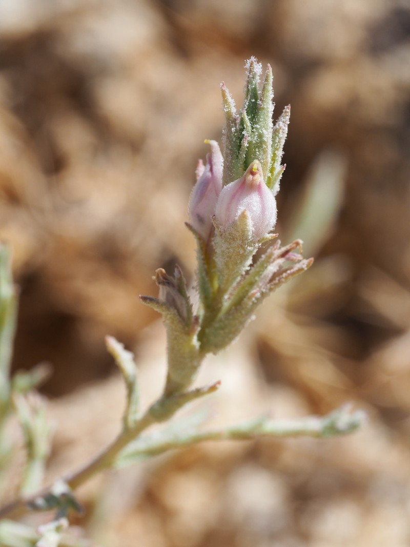 Tecopa Bird's Beak photo 3
