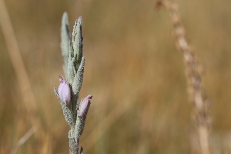 Tecopa Bird's Beak photo 4