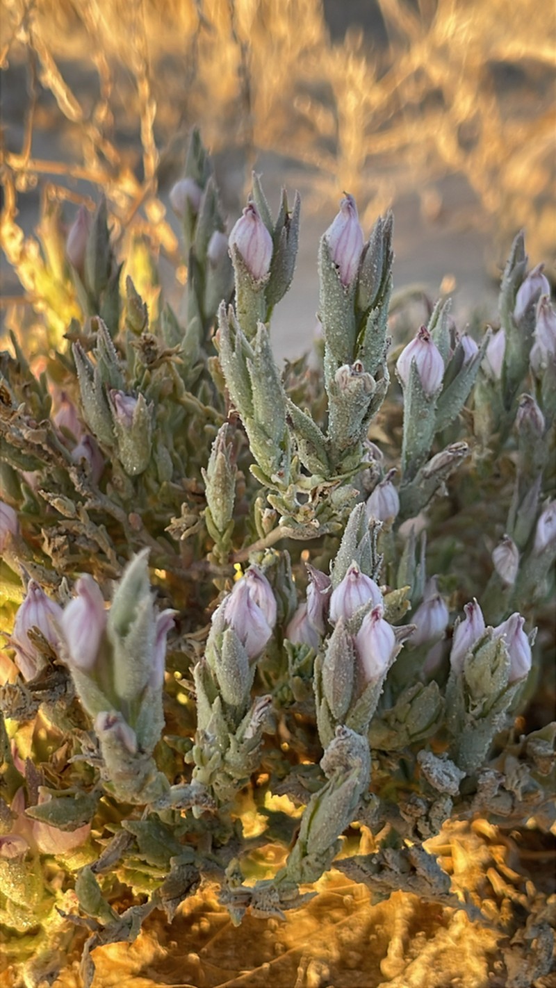 Tecopa Bird's Beak photo 5