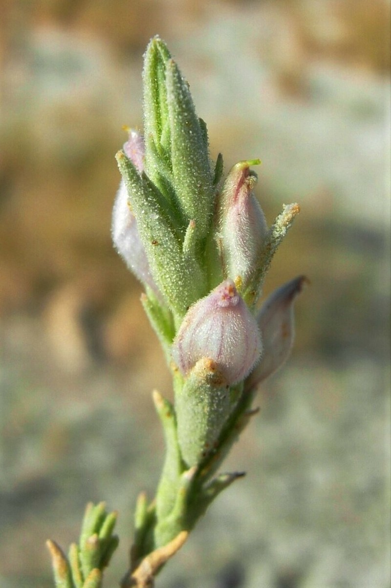 Tecopa Bird's Beak photo 6