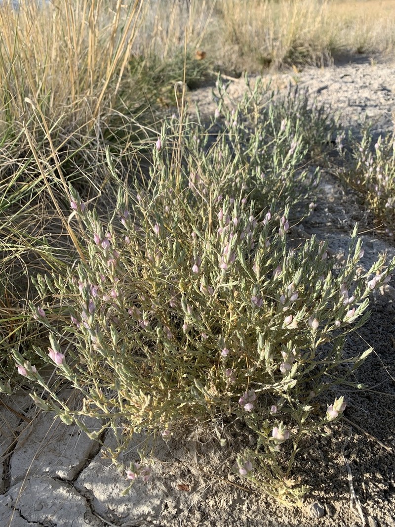 Tecopa Bird's Beak photo 7