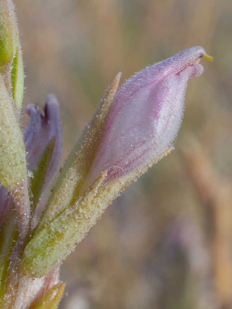 Tecopa Bird's Beak photo 8
