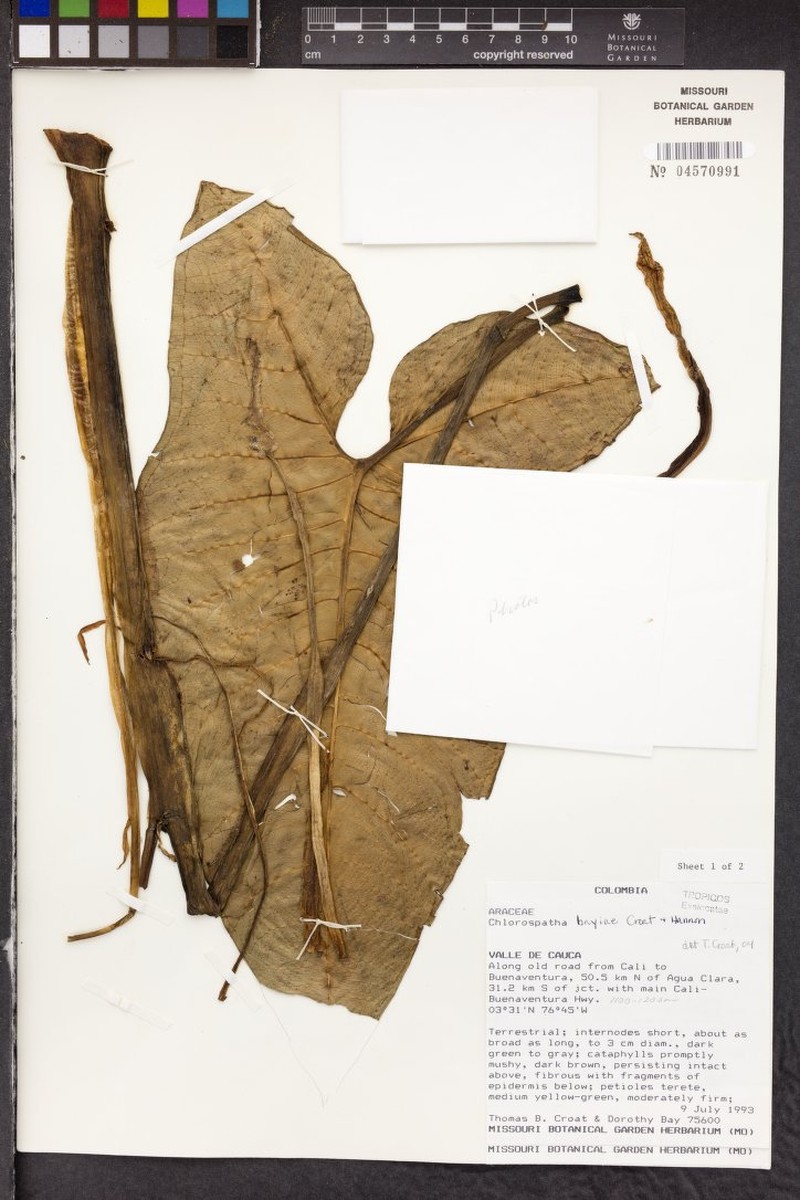 Chlorospatha bayae