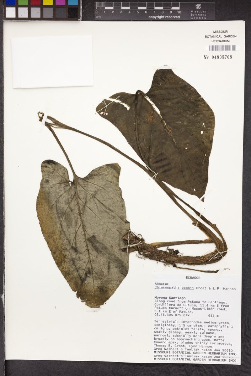 Chlorospatha boosii
