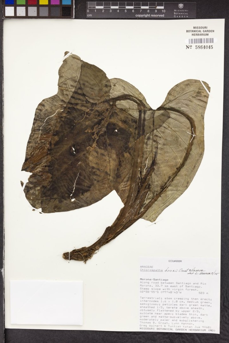 Chlorospatha boosii photo 2
