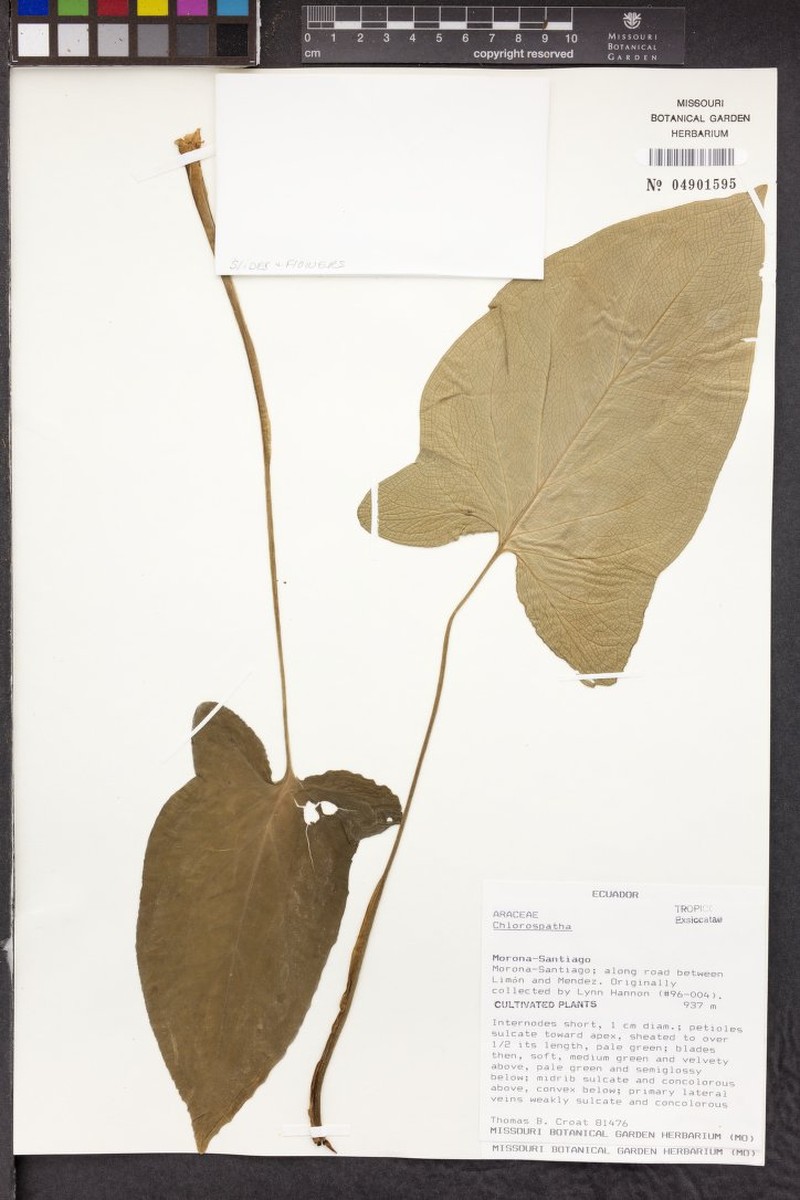 Chlorospatha boosii photo 3