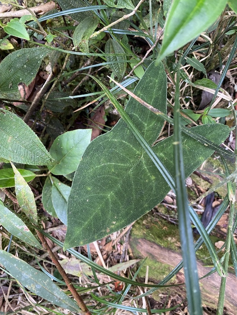 Chlorospatha bullata