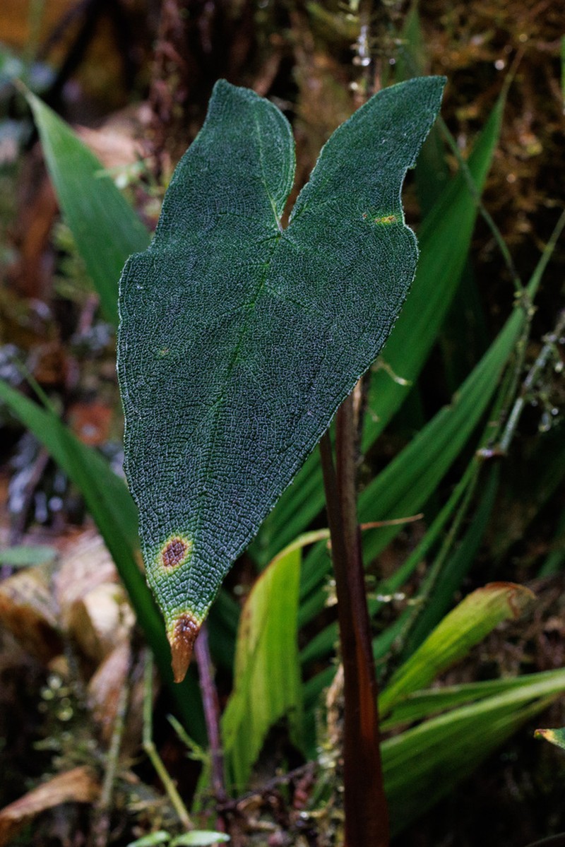 Chlorospatha bullata photo 2
