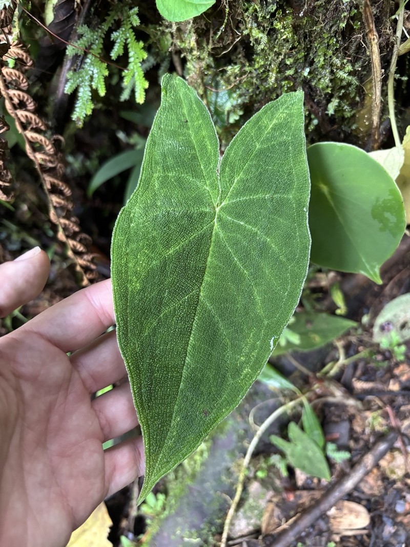 Chlorospatha bullata photo 3