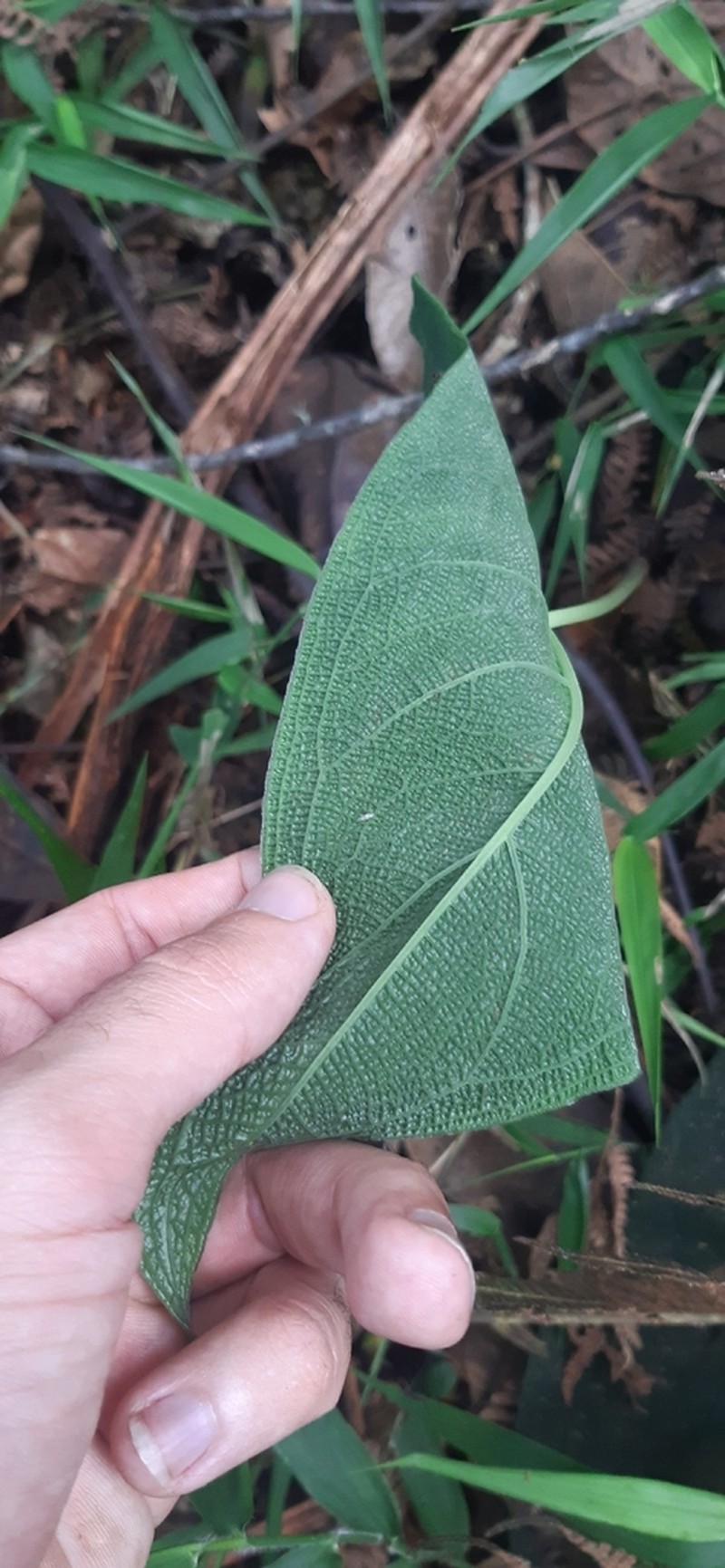 Chlorospatha bullata photo 4