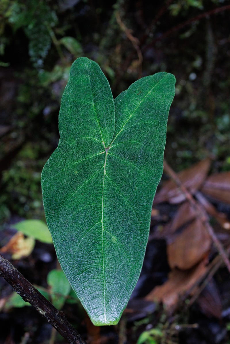 Chlorospatha bullata photo 6