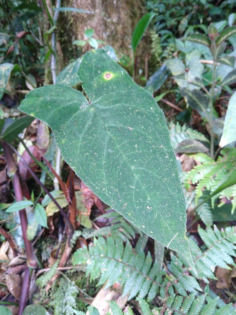 Chlorospatha bullata photo 7