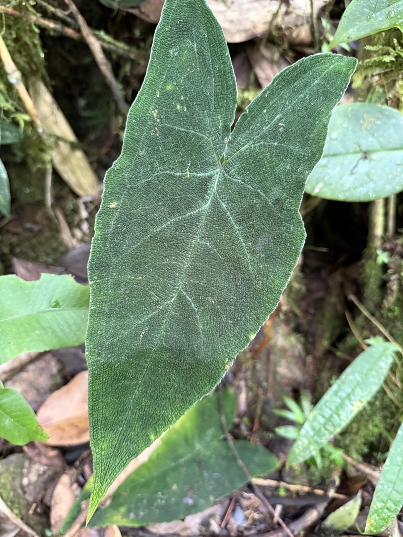 Chlorospatha bullata photo 8